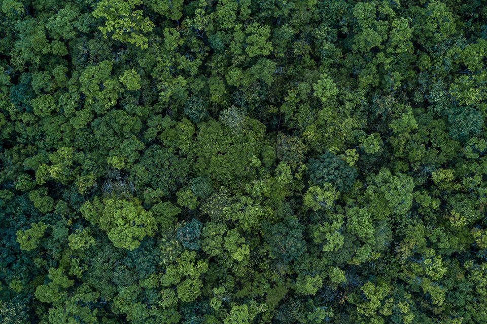 Climate change is transforming forests worldwide
