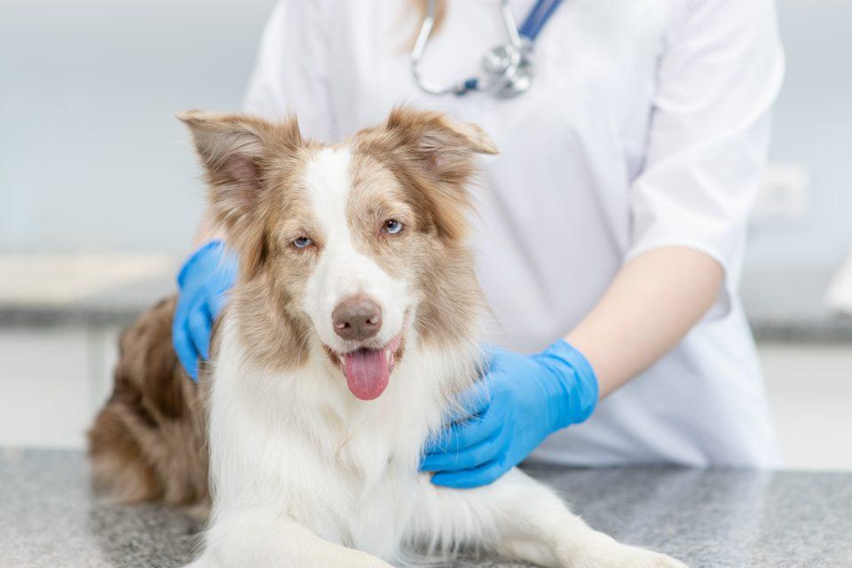 CBD improves eases arthritis symptoms in dogs
