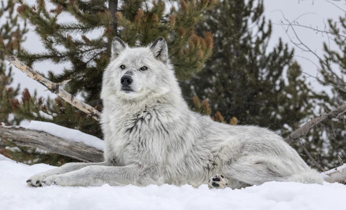 Reintroduction of wolves helped Yellowstone willows recover