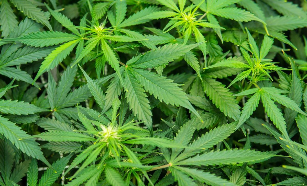 High-potency marijuana increases risk of mental health issues