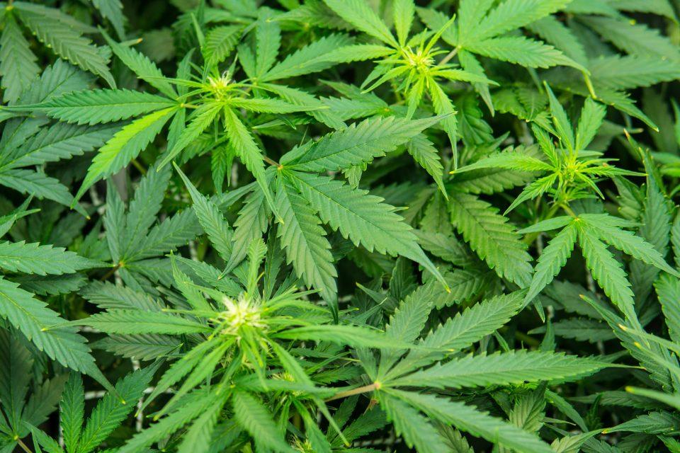 High-potency marijuana increases risk of mental health issues