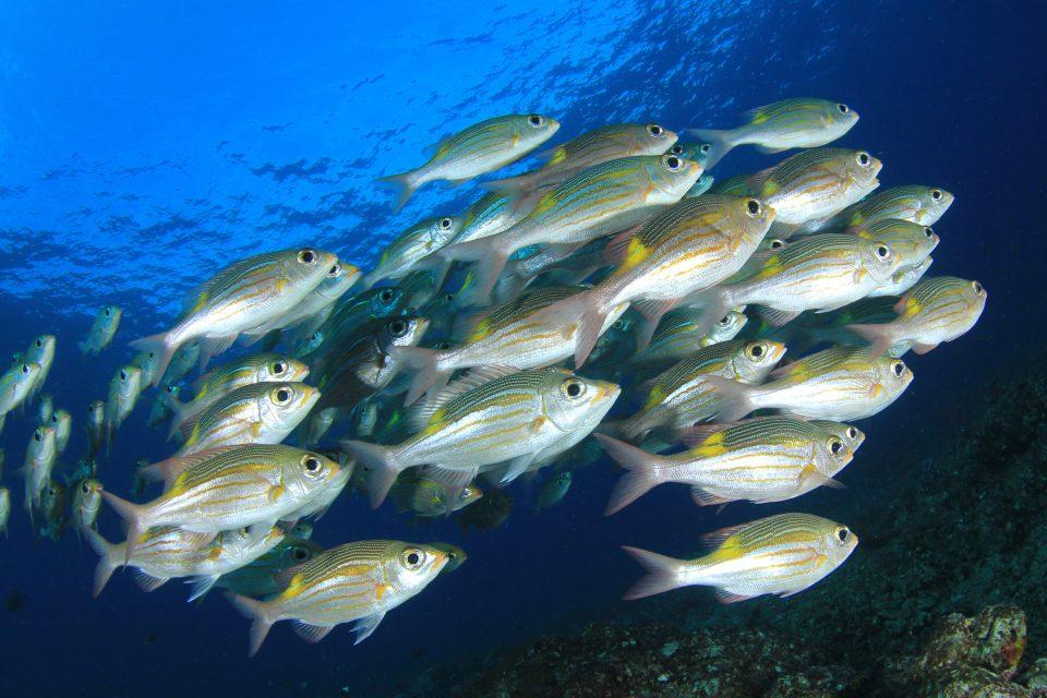 Some fish thrive in chaos, and it gives them the upper hand