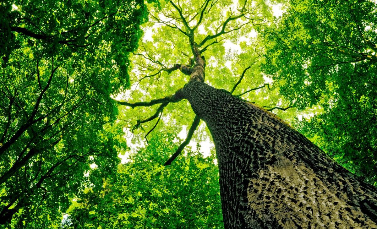 Dry air alters the way plants respond to droughts