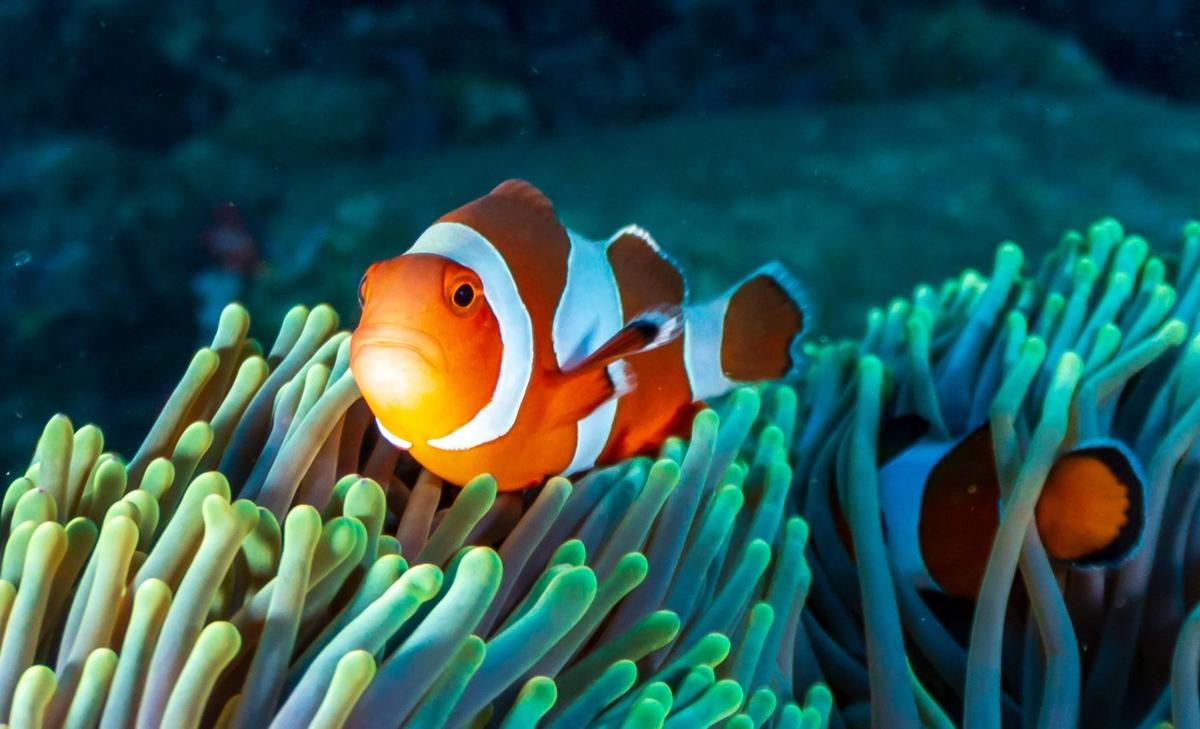 Coral reefs in New Caledonia provide hope for the future