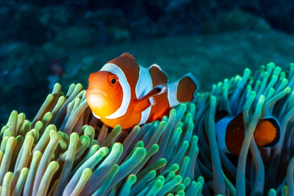 Coral reefs in New Caledonia provide hope for the future