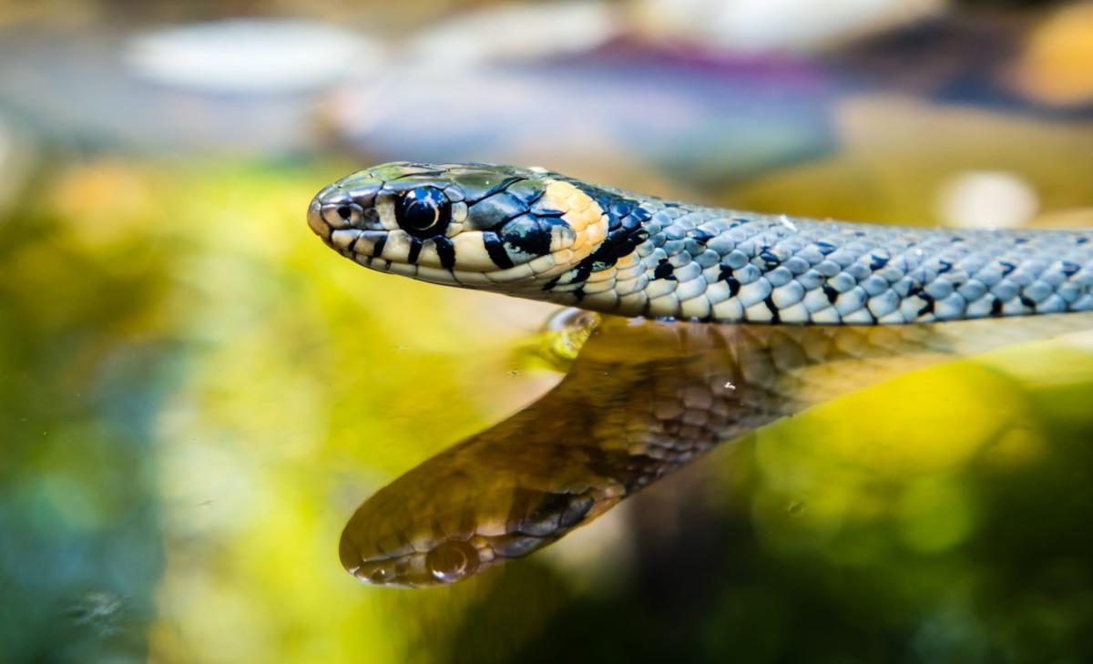 Snakes carry signs of wetland contamination in their livers