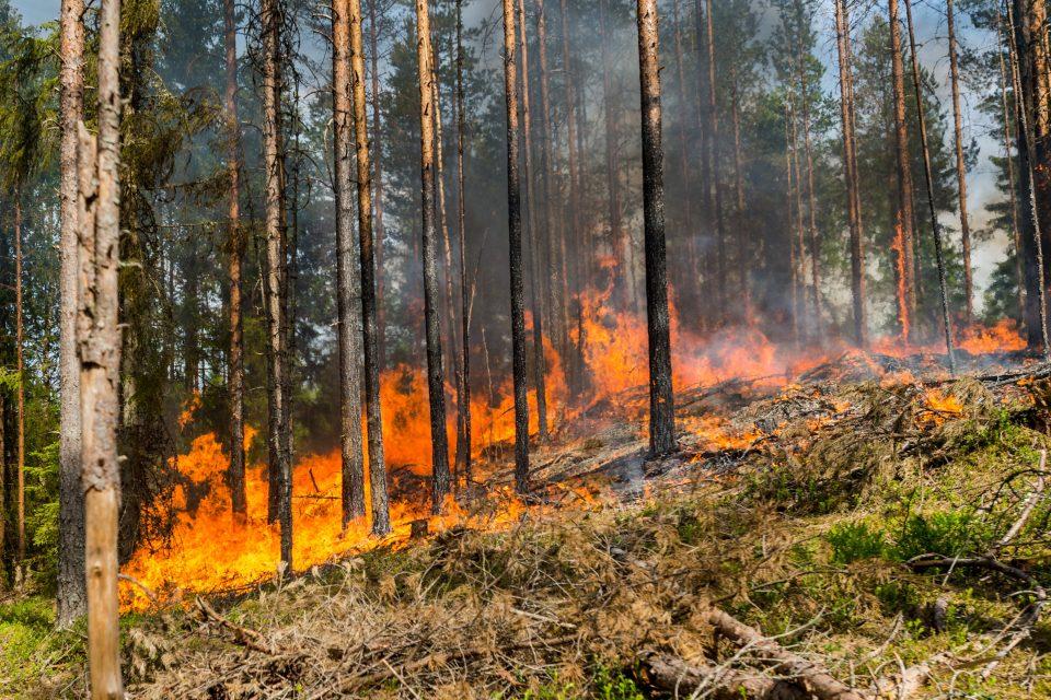 Rivers transport burned carbon to the ocean for storage