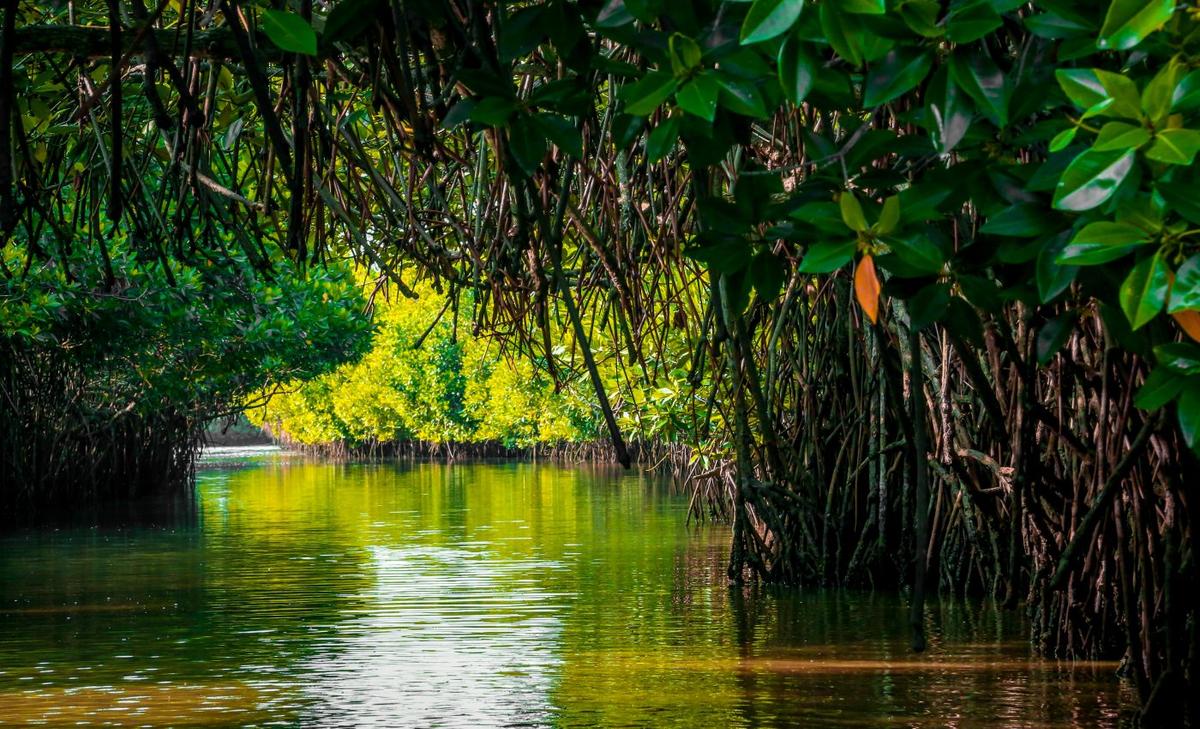 Mangrove trees could vanish by 2050 without reduced emissions