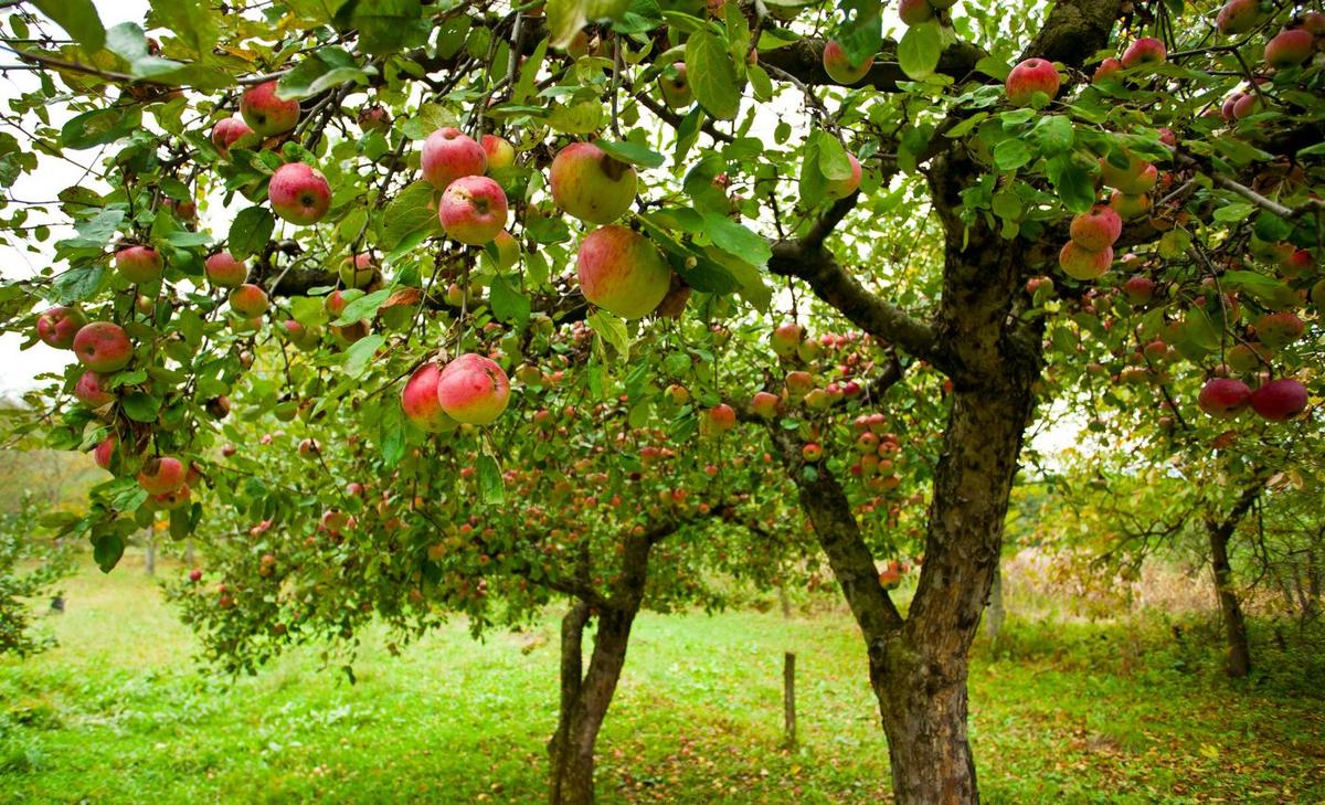 New technique tracks the spread of major plant disease