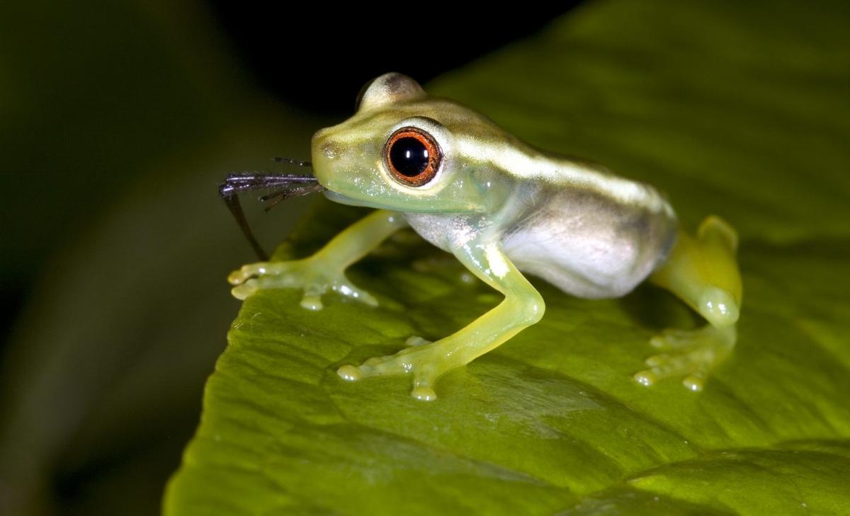 Invasive frogs in Australia have a dangerous appetite