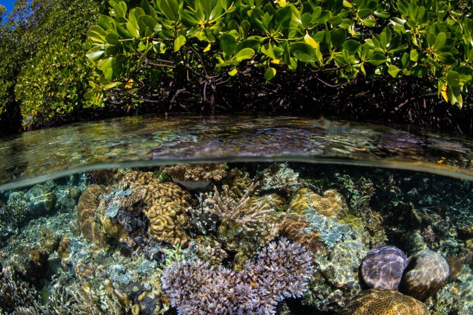 Mangroves and coral reefs provide critical protection from storms 