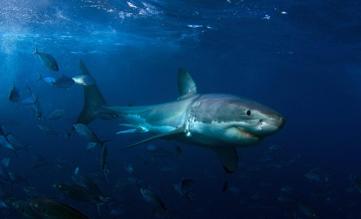 Study reveals new details about the diets of great white sharks 