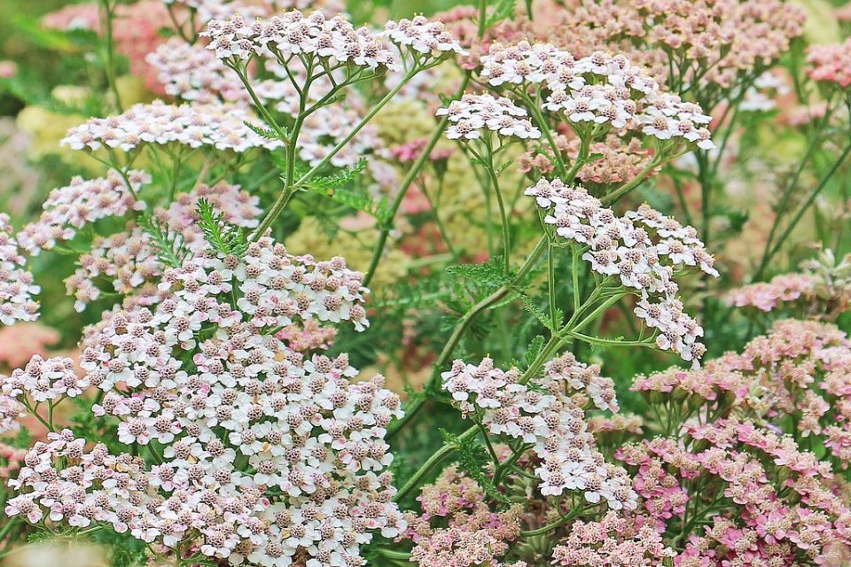Top Yarrow Uses and Where to Find It