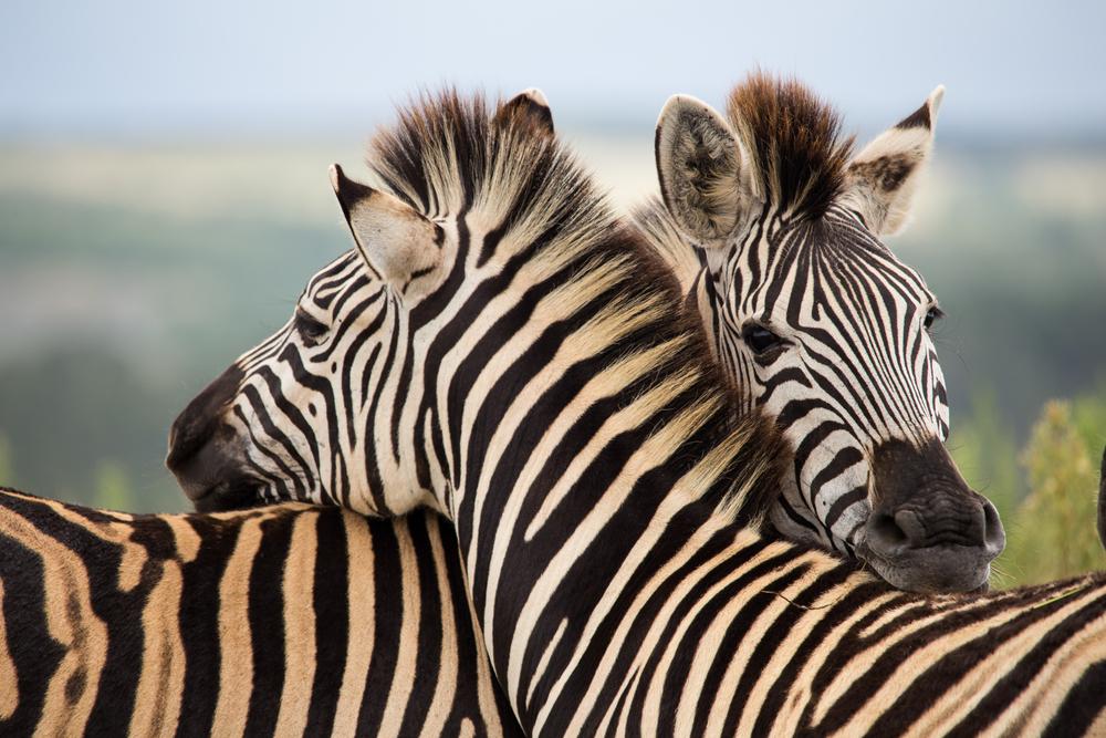 Iconic mammals are vanishing, and we have no time to grieve