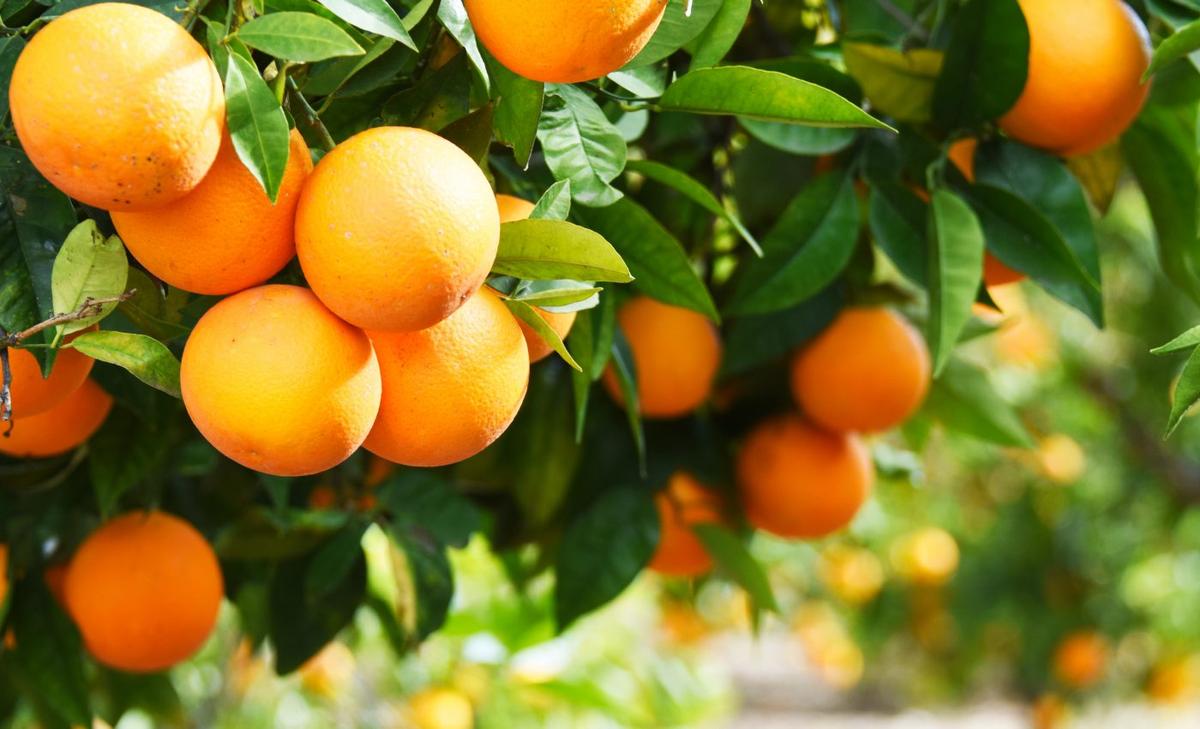 Texas scientists share hopeful new insight on citrus greening