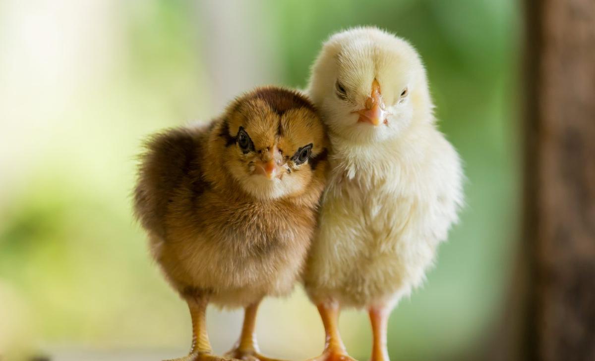 Distress calls from baby chicks predict the health of the whole flock