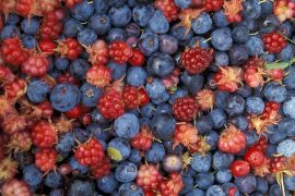 2020/06/fruits-of-the-forest-60579_1280.jpg