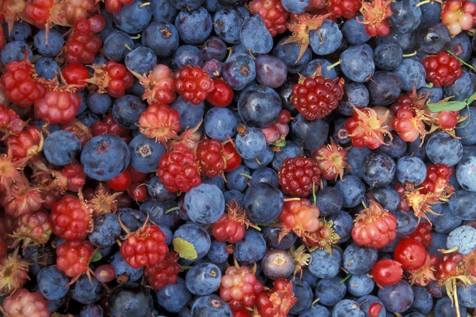 Intro Guide to Identifying Wild Berries