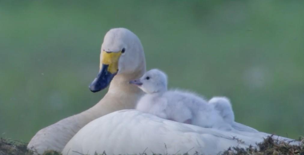 Bewick's swans shorten migrations as climate warms