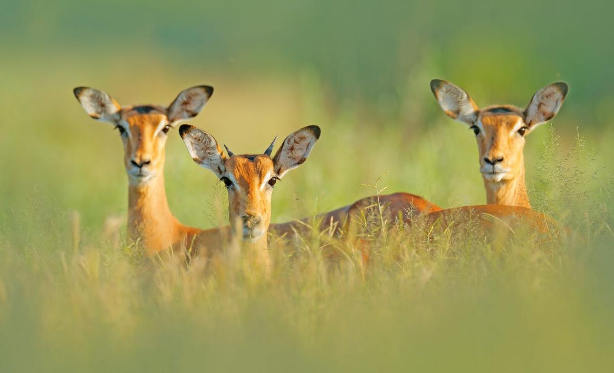 The ability to plan ahead evolved in complex landscapes