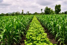 Engineering plants to help fight climate change