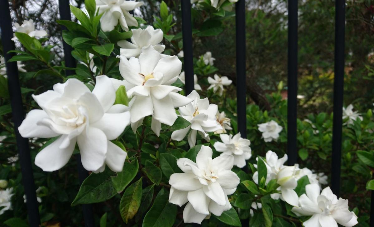 Gardenias reveal how plants became chemistry experts