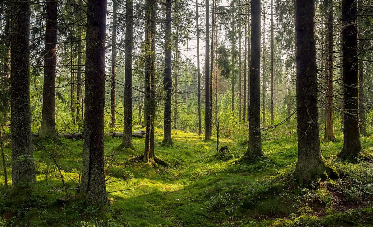 Forest cover loss leads to decades of biodiversity changes