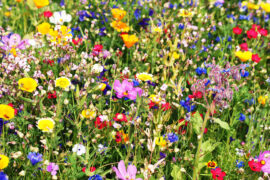 Beautiful,Colorful,Meadow,Of,Wild,Flowers