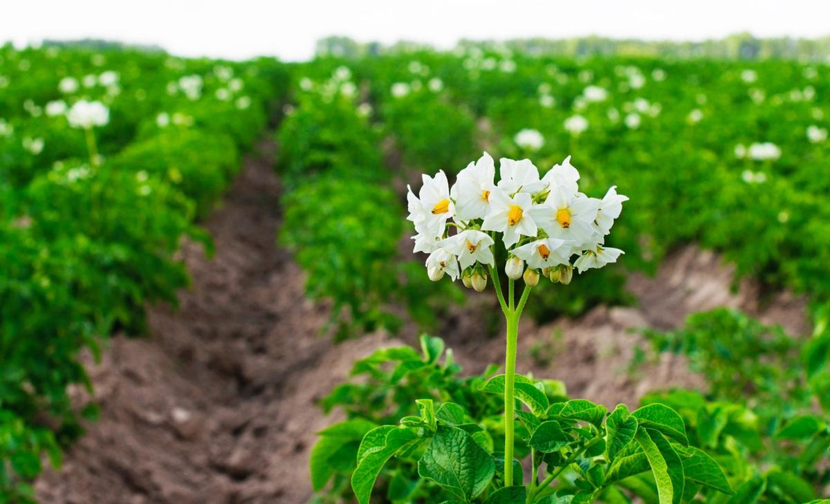 Scientists use AI and drone images to interpret crop health