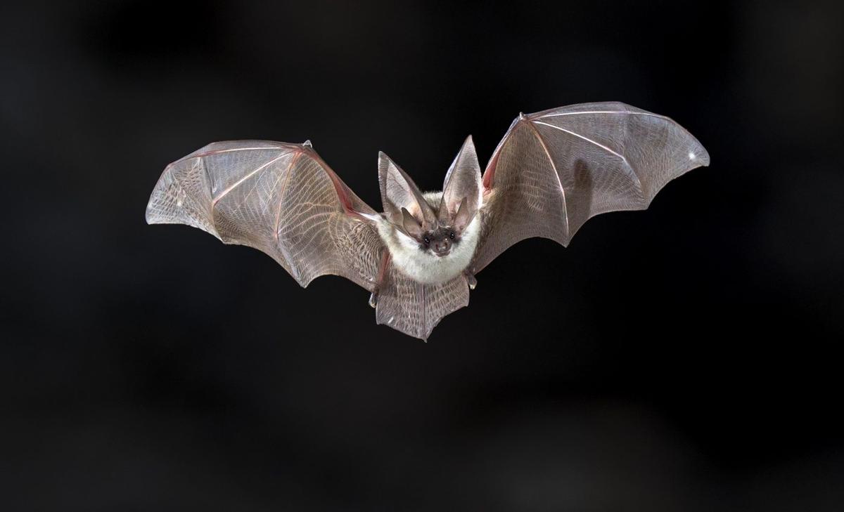 Bats share social information through echolocation calls