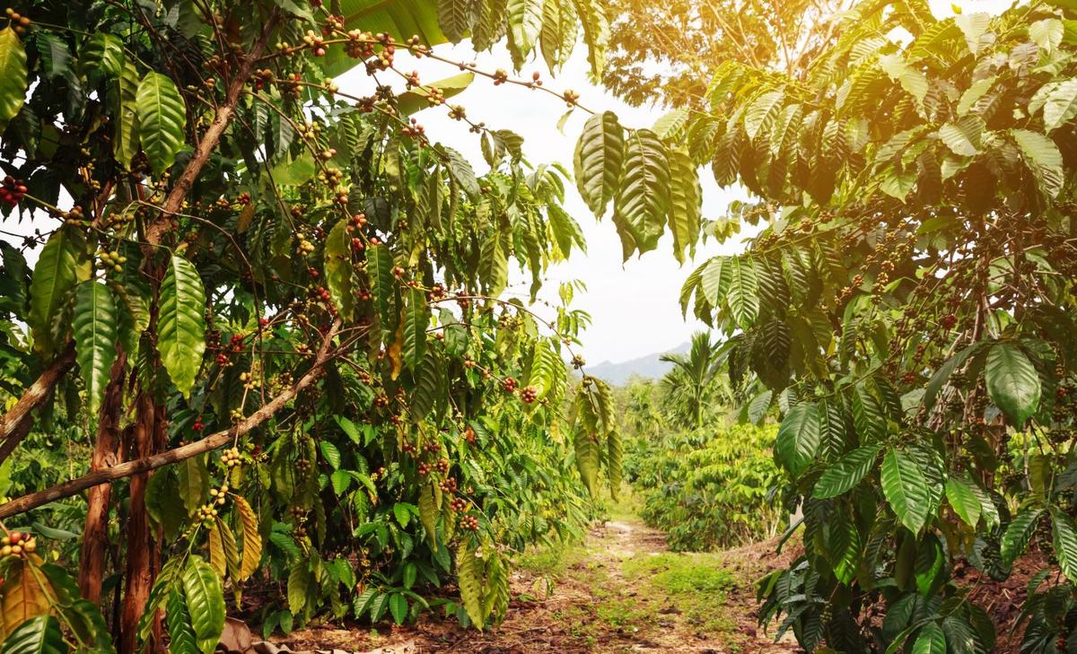 Robusta coffee has lower heat tolerance than expected
