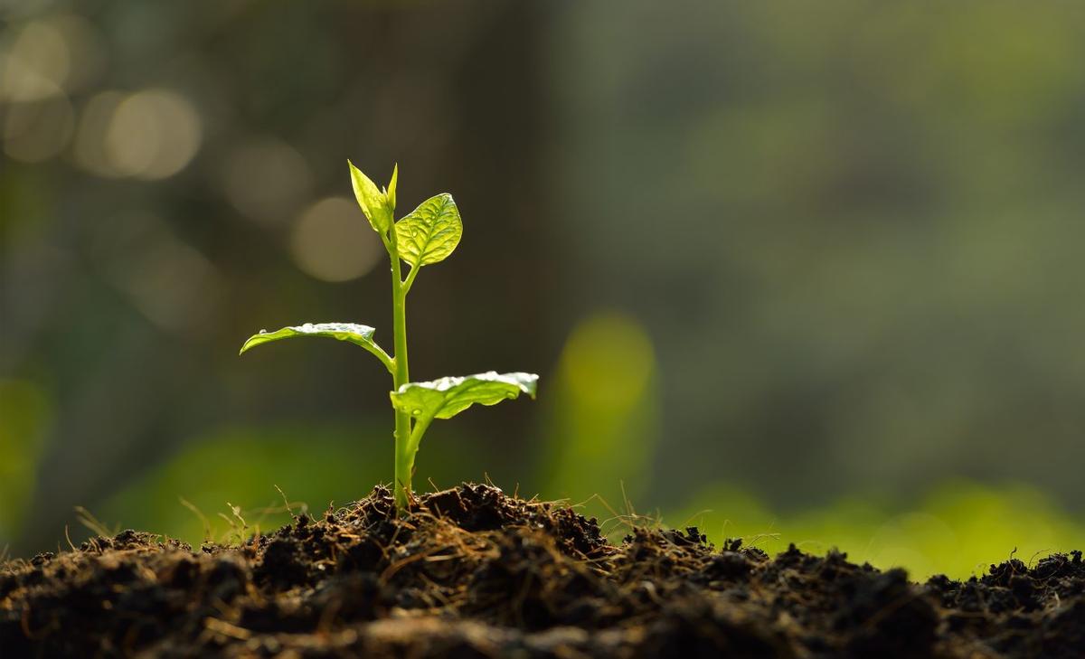 Study shows nanoplastics can accumulate in plants