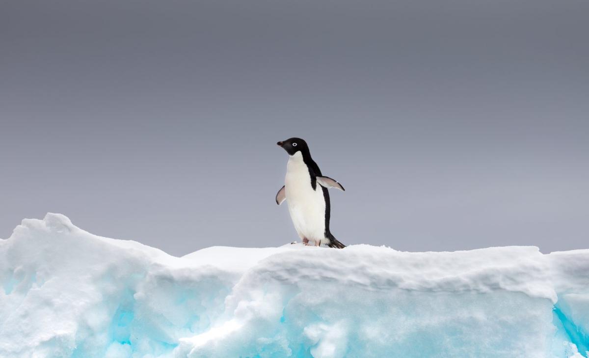 Adélie penguins thrive with less sea ice