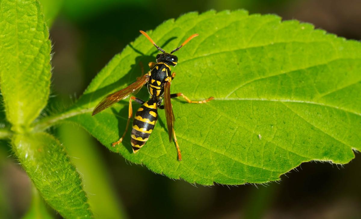 Paper wasps use eavesdropping to size up the competition