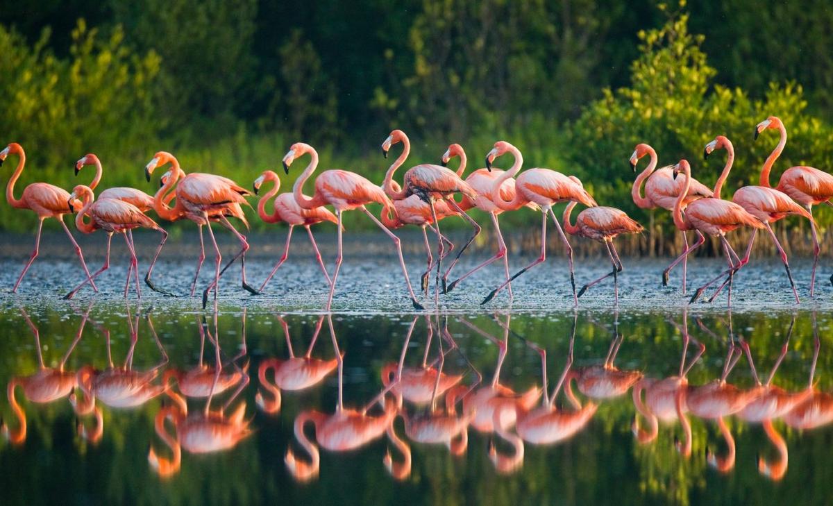 Pink flamingos once thrived in the Australian outback