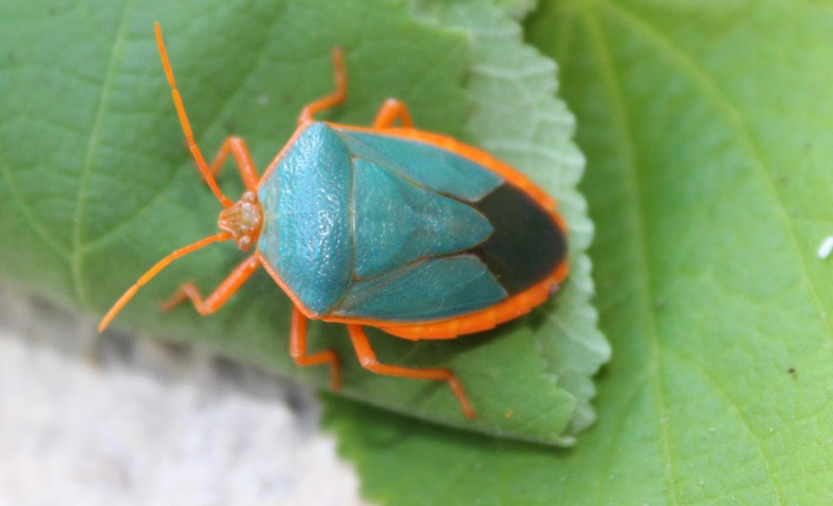 Shield bugs shift their colors in adulthood to avoid predators