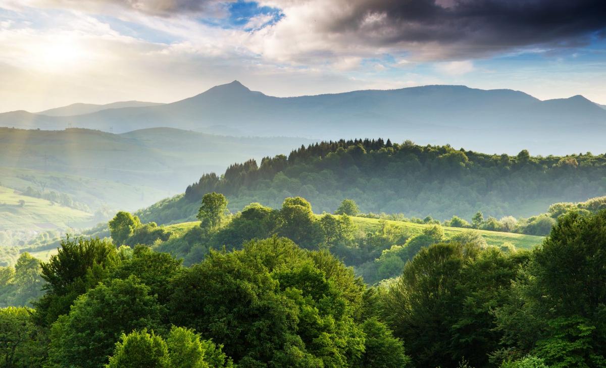Extreme heat in 2018 drastically impacted forests in Europe