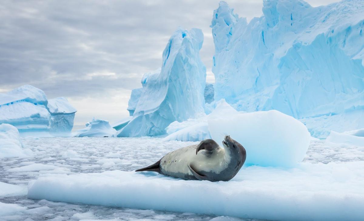 Unknown ocean currents discovered with the help of seals