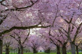 2020/06/trees-4092265_640.jpg