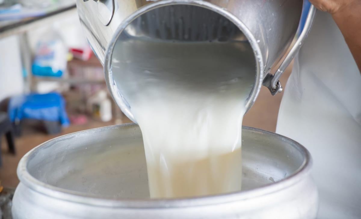 Raw milk may be harmful to human health       