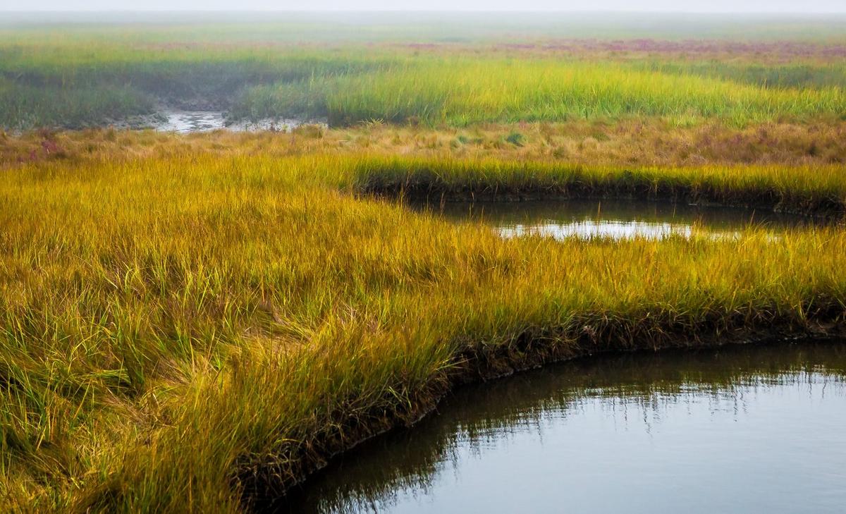 Salt marshes have reduced coastal flooding for centuries