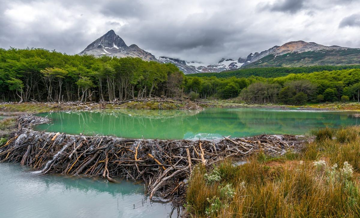 Beavers are exposing the Arctic to harsher climate changes 