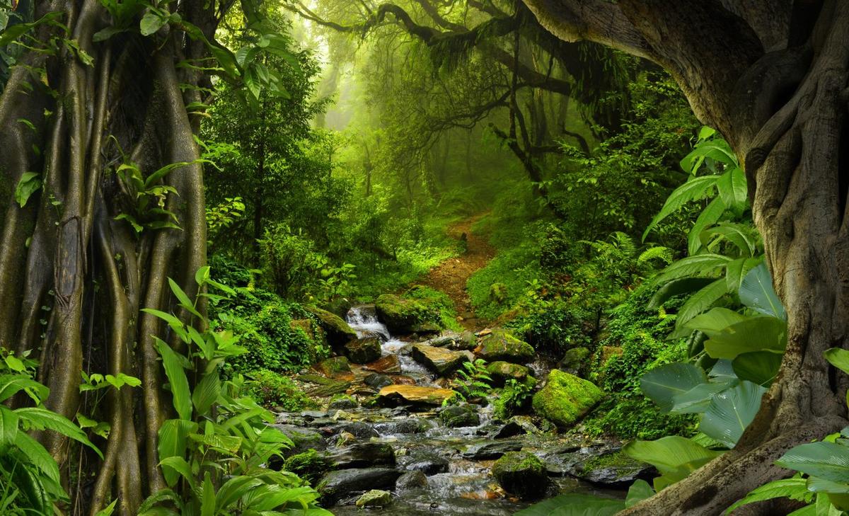 Gold mining limits the recovery of Amazon forests