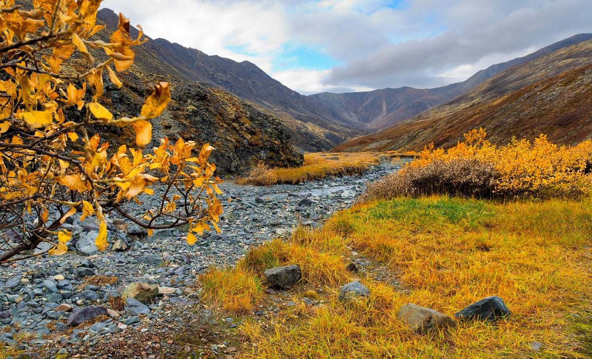 Arctic shrubs will not store as much carbon as expected