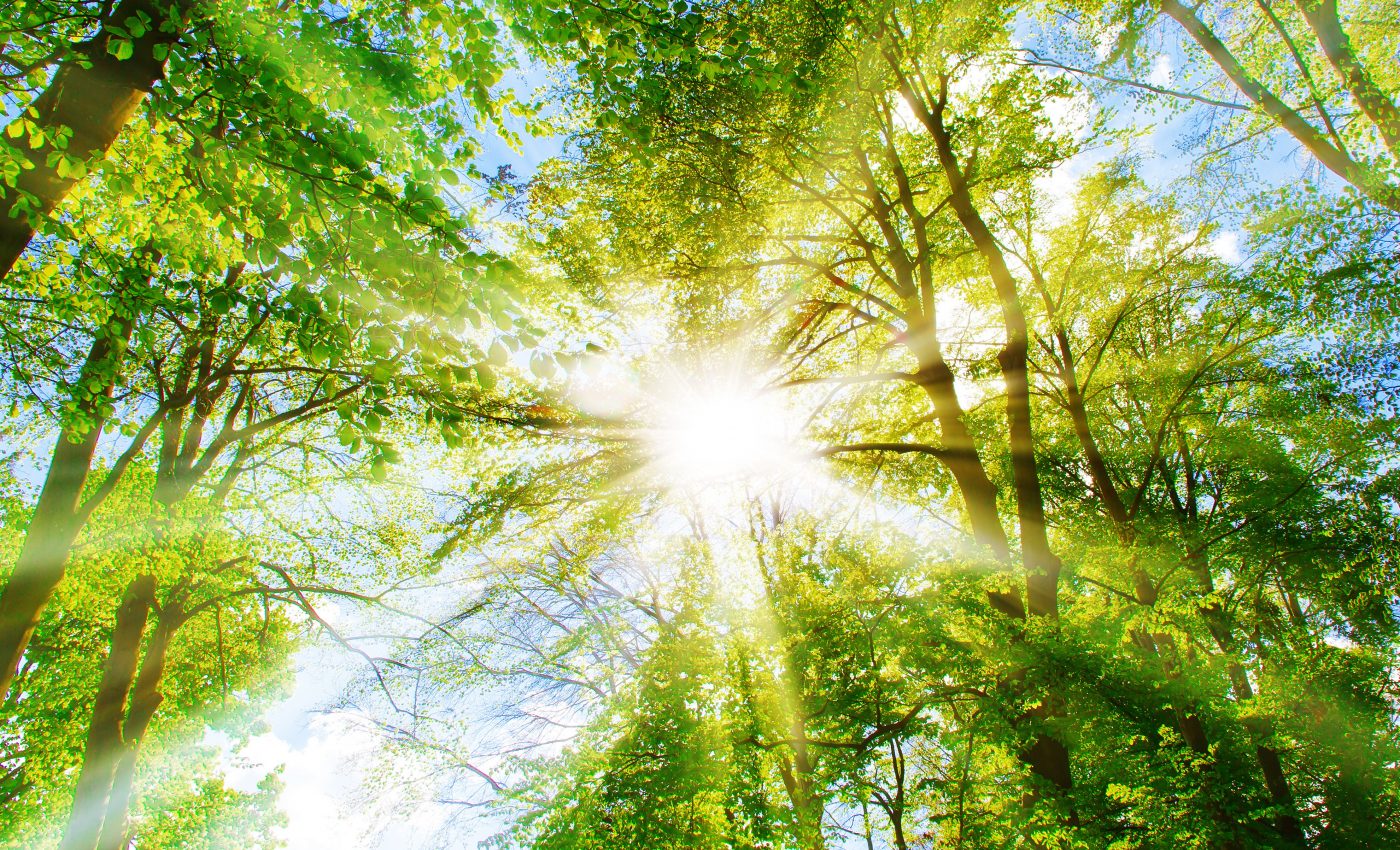 Scientists control plants using nothing but light