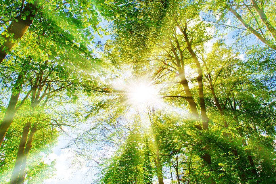 Scientists control plants using nothing but light