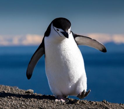 shutterstock_1080525158.jpg