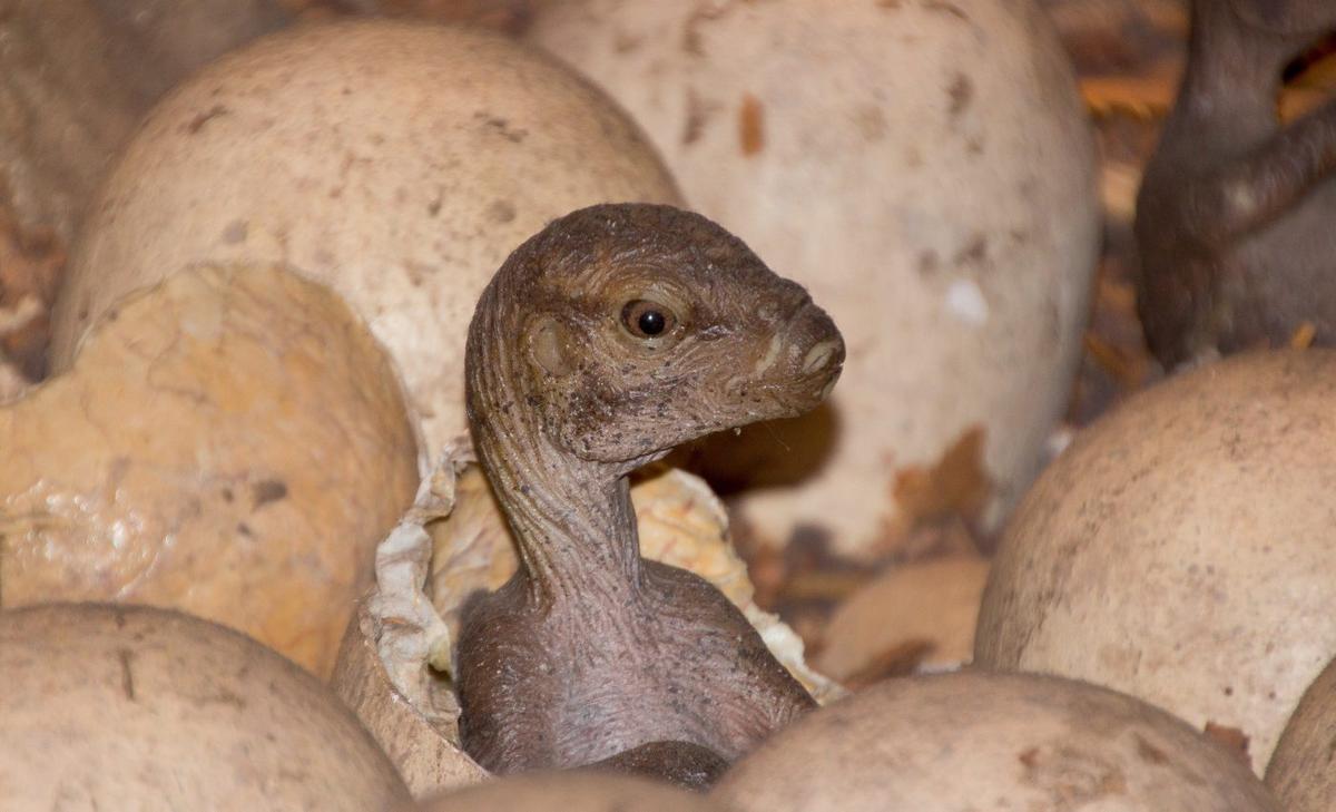 Dinosaurs may have descended from four-inch-tall ancestors