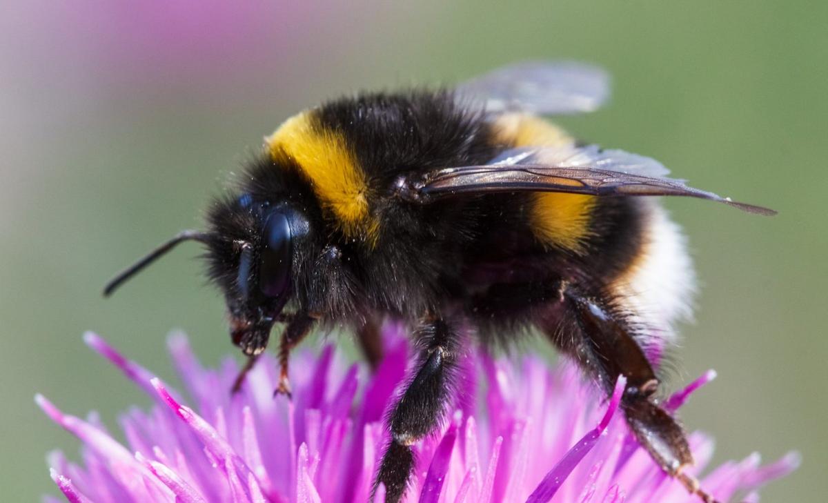 Bumblebees change their lifestyle after establishing a nest