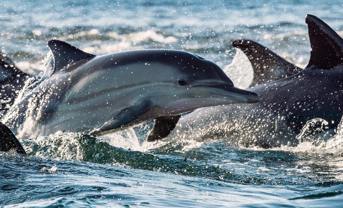 Extinct dolphin was an apex predator 25 million years ago